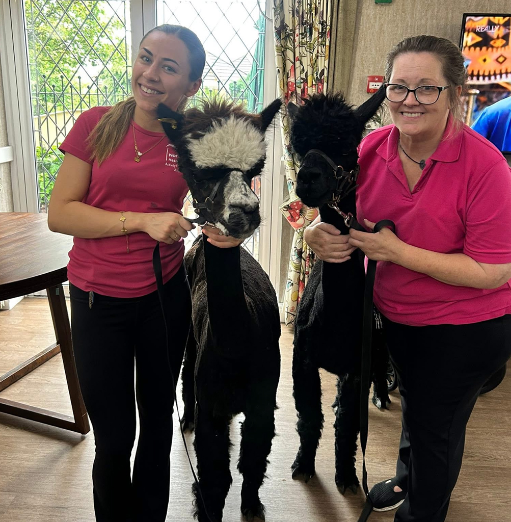 (Alpaca) Social-and-Recreational-Activities-at-The-Firs-care-home